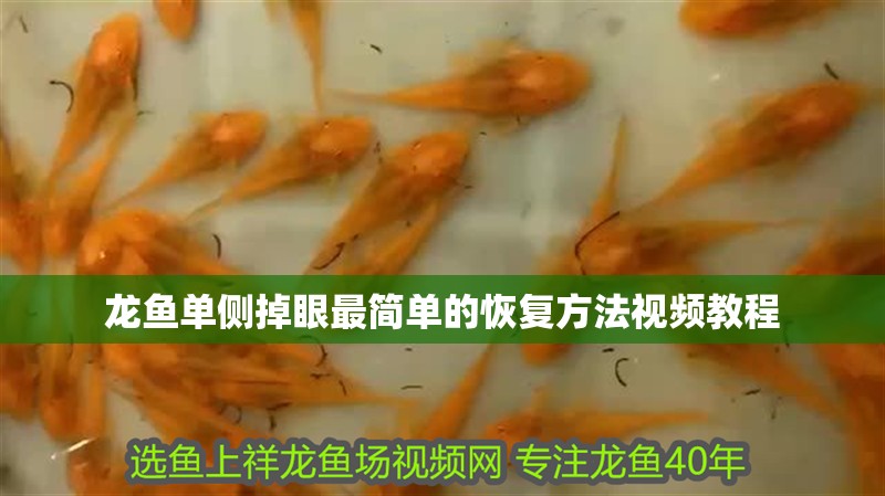 龍魚單側(cè)掉眼最簡單的恢復(fù)方法視頻教程 龍魚單側(cè)掉眼最簡單的恢復(fù)方法視頻教程 龍魚百科
