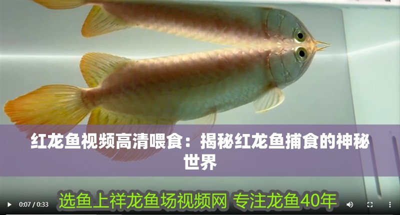 紅龍魚視頻高清喂食：揭秘紅龍魚捕食的神秘世界