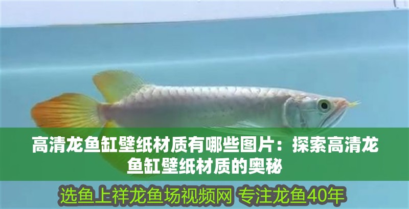 高清龍魚缸壁紙材質(zhì)有哪些圖片：探索高清龍魚缸壁紙材質(zhì)的奧秘