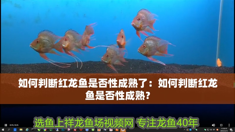如何判斷紅龍魚是否性成熟了：如何判斷紅龍魚是否性成熟？