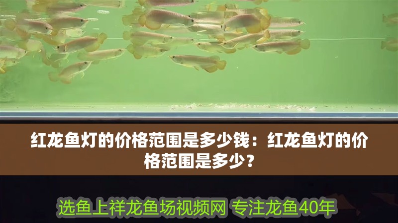 紅龍魚燈的價格范圍是多少錢：紅龍魚燈的價格范圍是多少？