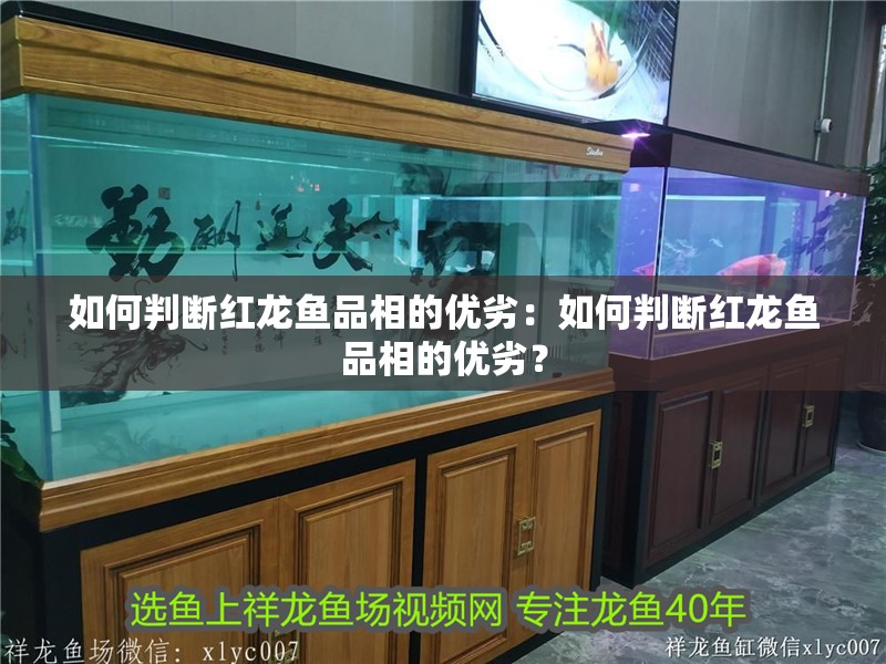 如何判斷紅龍魚品相的優劣：如何判斷紅龍魚品相的優劣？