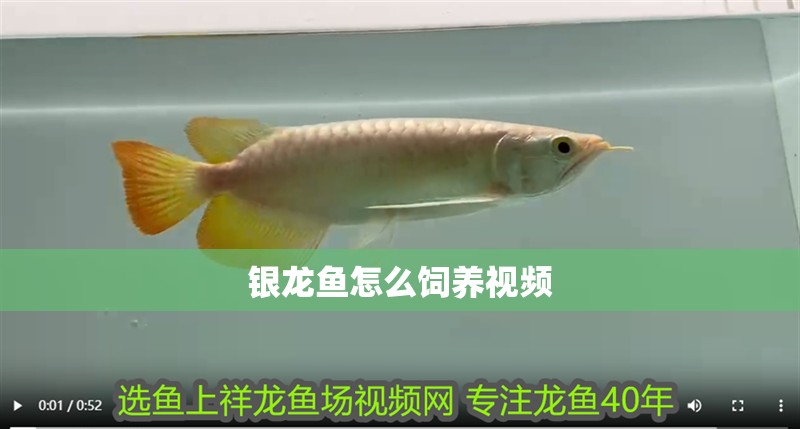 銀龍魚怎么飼養視頻