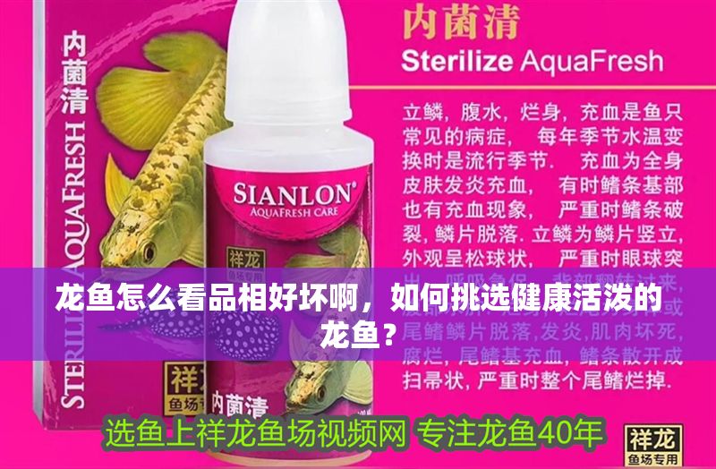 龍魚怎么看品相好壞啊，如何挑選健康活潑的龍魚？