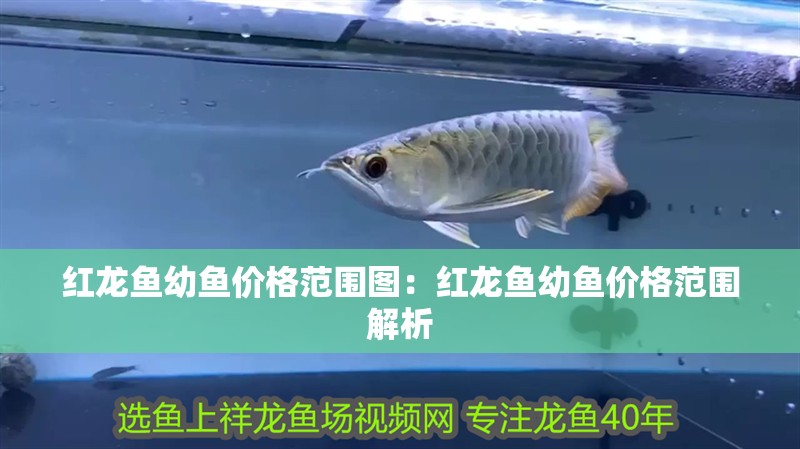 紅龍魚幼魚價格范圍圖：紅龍魚幼魚價格范圍解析