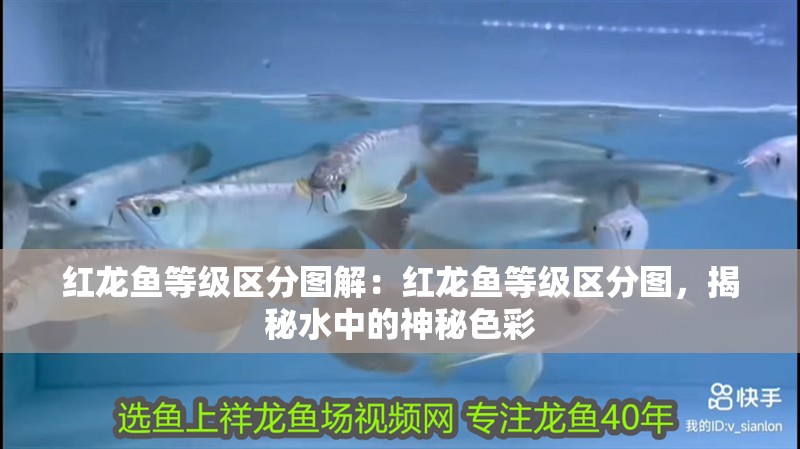 紅龍魚等級區分圖解：紅龍魚等級區分圖，揭秘水中的神秘色彩