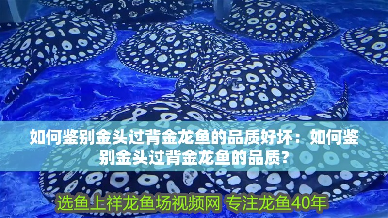 如何鑒別金頭過背金龍魚的品質好壞：如何鑒別金頭過背金龍魚的品質？