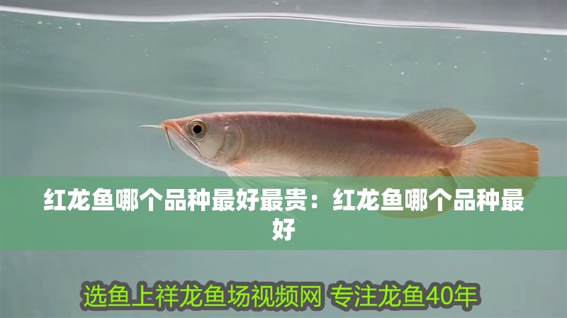 紅龍魚哪個品種最好最貴：紅龍魚哪個品種最好