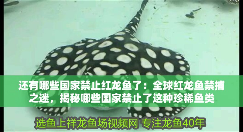 還有哪些國家禁止紅龍魚了：全球紅龍魚禁捕之迷，揭秘哪些國家禁止了這種珍稀魚類