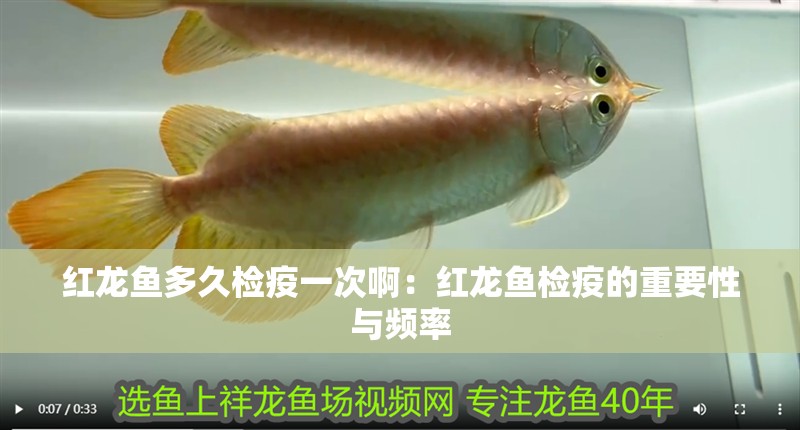 紅龍魚多久檢疫一次?。杭t龍魚檢疫的重要性與頻率