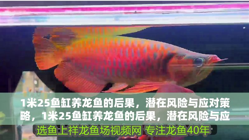 1米25魚缸養龍魚的后果，潛在風險與應對策略，1米25魚缸養龍魚的后果，潛在風險與應對策略