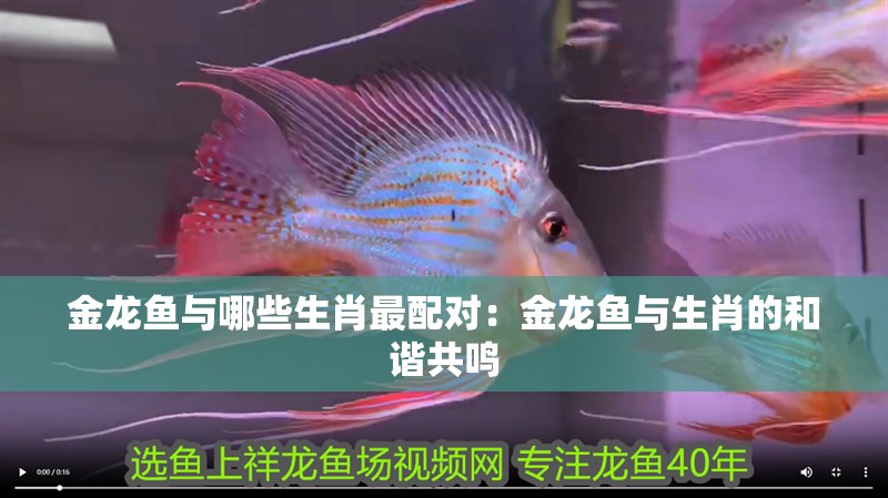 金龍魚與哪些生肖最配對：金龍魚與生肖的和諧共鳴