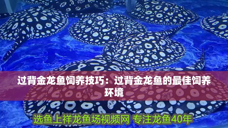 過背金龍魚飼養技巧：過背金龍魚的最佳飼養環境