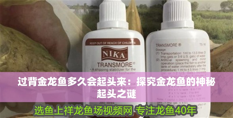 過背金龍魚多久會起頭來：探究金龍魚的神秘起頭之謎