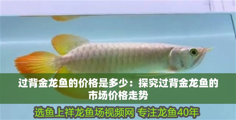 過背金龍魚的價格是多少：探究過背金龍魚的市場價格走勢
