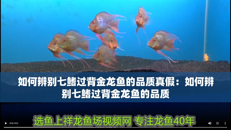 如何辨別七鰭過背金龍魚的品質(zhì)真假：如何辨別七鰭過背金龍魚的品質(zhì)