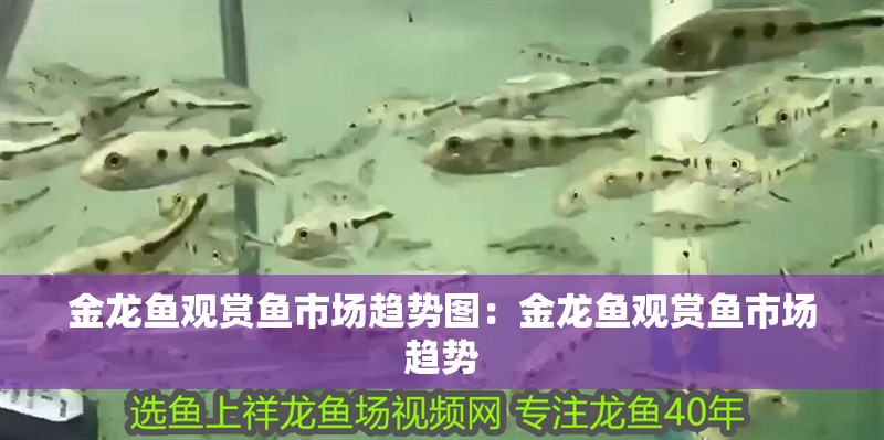 金龍魚觀賞魚市場趨勢圖：金龍魚觀賞魚市場趨勢