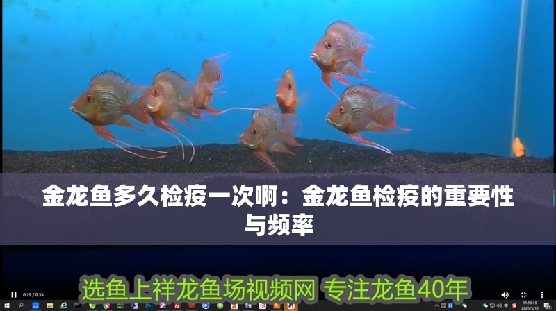 金龍魚多久檢疫一次啊：金龍魚檢疫的重要性與頻率