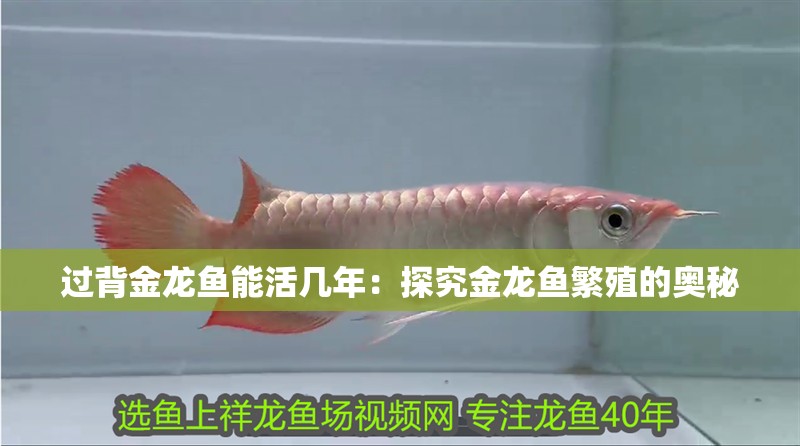 過背金龍魚能活幾年：探究金龍魚繁殖的奧秘