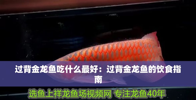 過(guò)背金龍魚(yú)吃什么最好：過(guò)背金龍魚(yú)的飲食指南