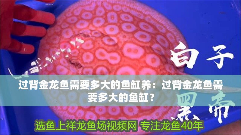 過背金龍魚需要多大的魚缸養(yǎng)：過背金龍魚需要多大的魚缸？