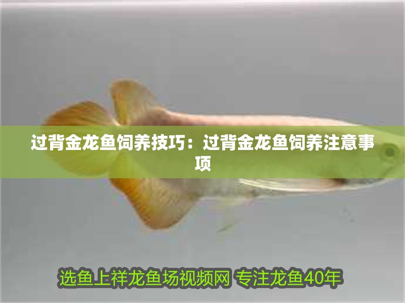 過背金龍魚飼養技巧：過背金龍魚飼養注意事項