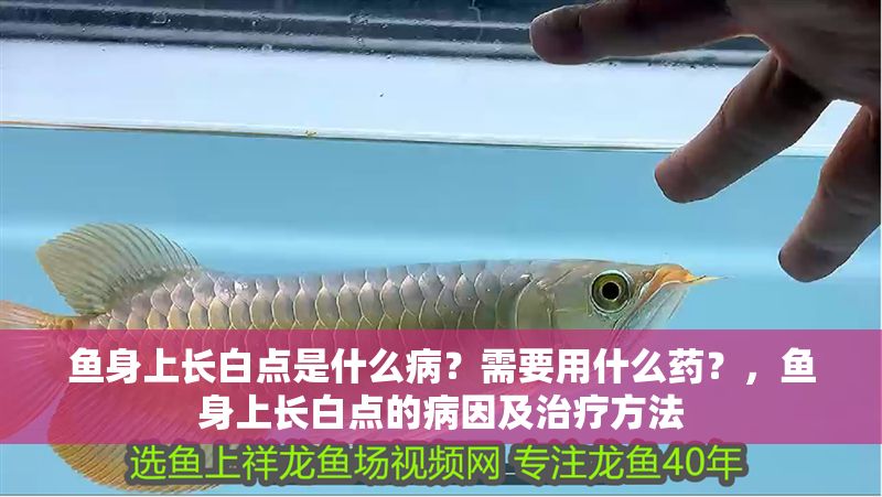 魚身上長白點是什么病？需要用什么藥？，魚身上長白點的病因及治療方法 魚身上長白點是什么病？需要用什么藥？，魚身上長白點的病因及治療方法 龍魚常見疾病 第2張