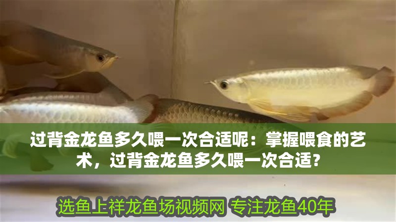過背金龍魚多久喂一次合適呢：掌握喂食的藝術(shù)，過背金龍魚多久喂一次合適？