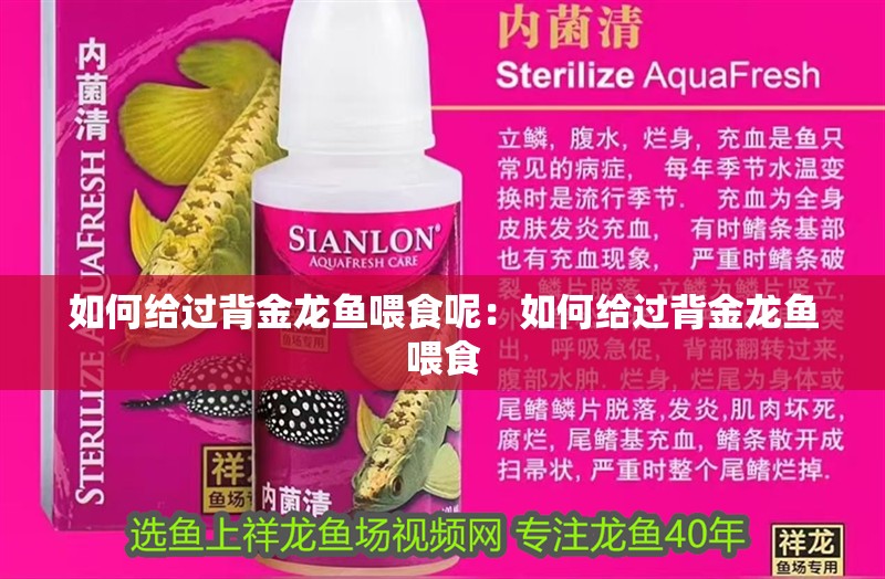 如何給過(guò)背金龍魚(yú)喂食呢：如何給過(guò)背金龍魚(yú)喂食