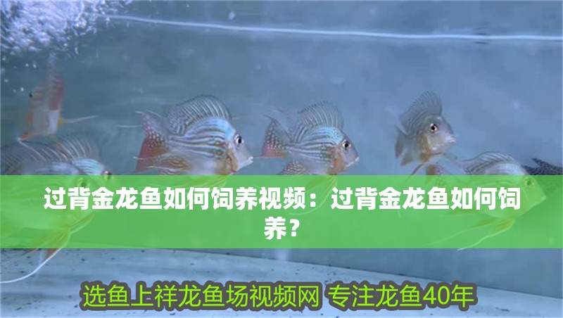 過背金龍魚如何飼養視頻：過背金龍魚如何飼養？