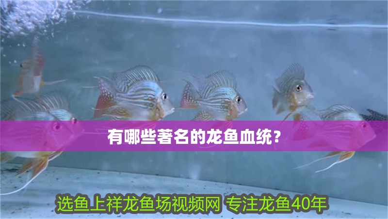 有哪些著名的龍魚血統？