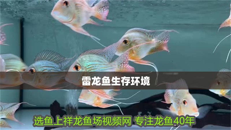雷龍魚生存環(huán)境