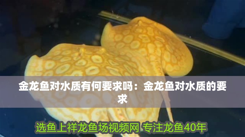 金龍魚對水質(zhì)有何要求嗎：金龍魚對水質(zhì)的要求