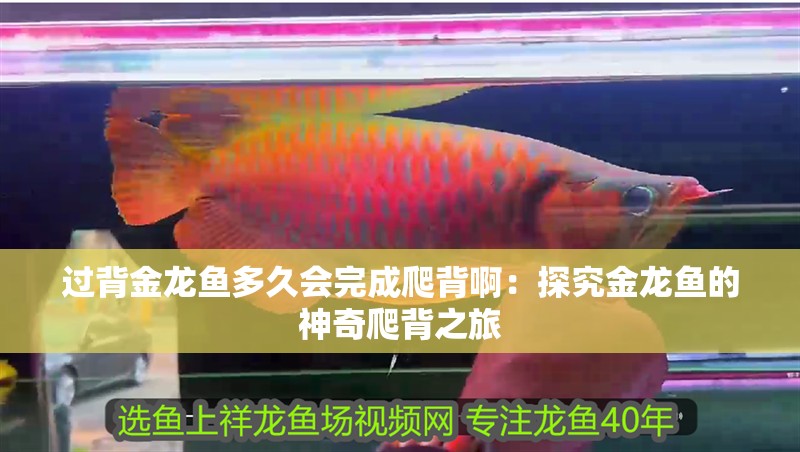 過背金龍魚多久會完成爬背啊：探究金龍魚的神奇爬背之旅