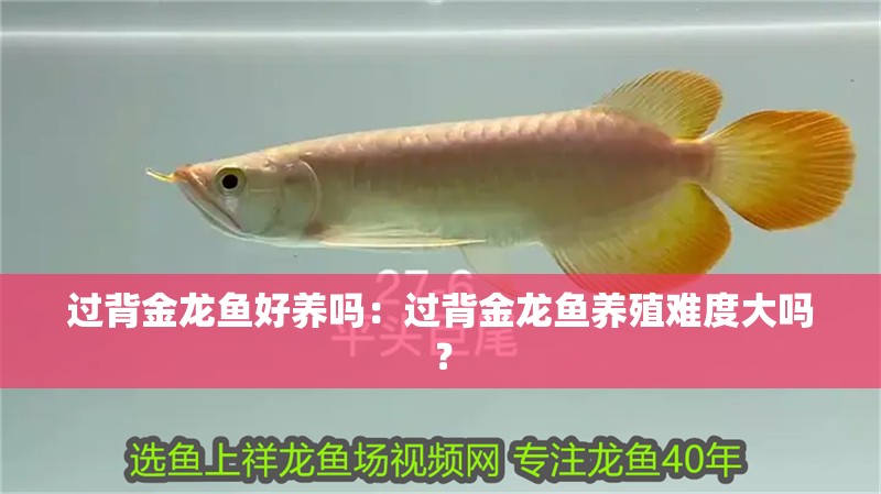 過背金龍魚好養嗎：過背金龍魚養殖難度大嗎？