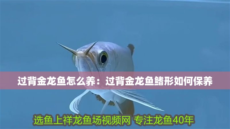 過背金龍魚怎么養：過背金龍魚鰭形如何保養