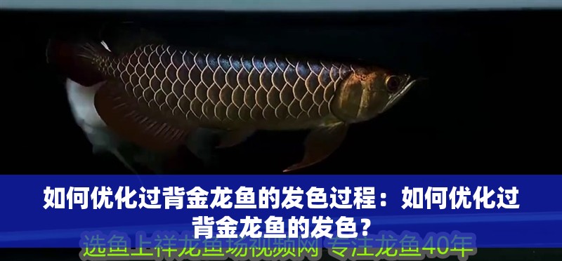 如何優(yōu)化過背金龍魚的發(fā)色過程：如何優(yōu)化過背金龍魚的發(fā)色？