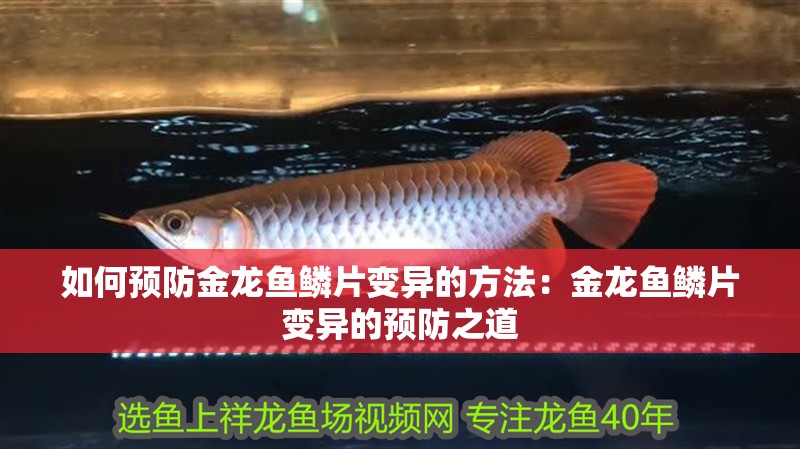 如何預防金龍魚鱗片變異的方法：金龍魚鱗片變異的預防之道