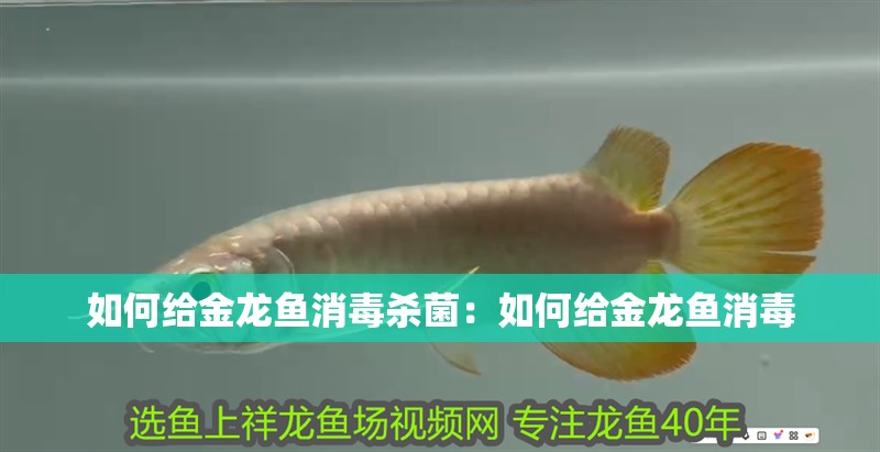 如何給金龍魚消毒殺菌：如何給金龍魚消毒