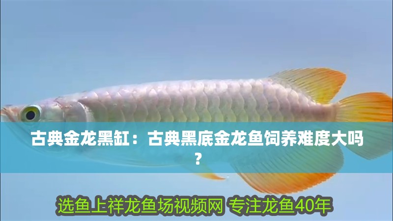古典金龍黑缸：古典黑底金龍魚飼養(yǎng)難度大嗎？
