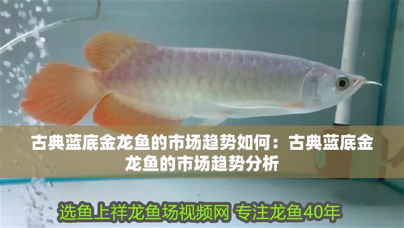 古典藍底金龍魚的市場趨勢如何：古典藍底金龍魚的市場趨勢分析