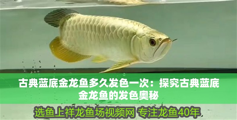古典藍底金龍魚多久發色一次：探究古典藍底金龍魚的發色奧秘