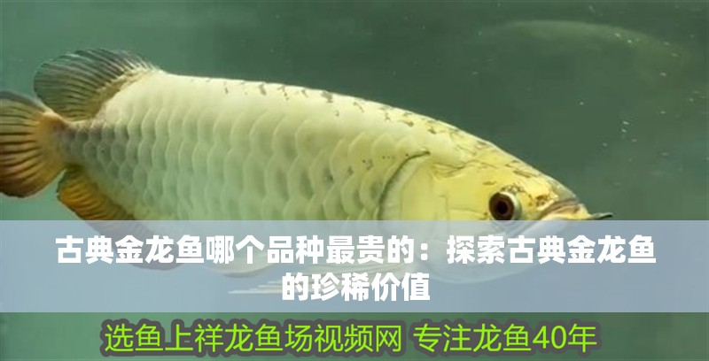 古典金龍魚哪個品種最貴的：探索古典金龍魚的珍稀價值