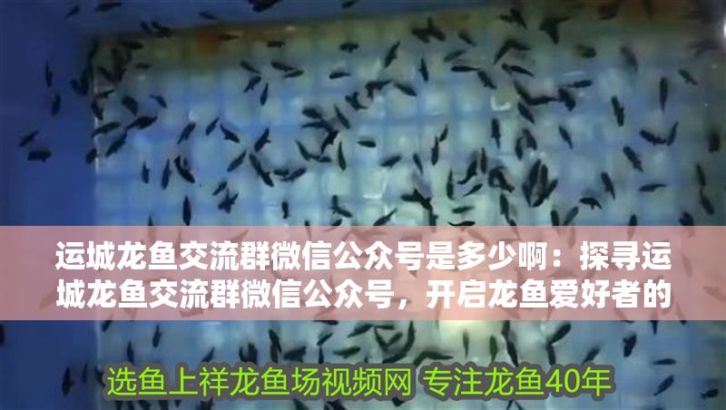 運城龍魚交流群微信公眾號是多少啊：探尋運城龍魚交流群微信公眾號，開啟龍魚愛好者的交流之旅