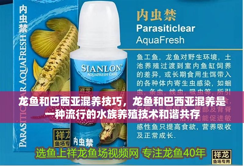 龍魚和巴西亞混養技巧，龍魚和巴西亞混養是一種流行的水族養殖技術和諧共存