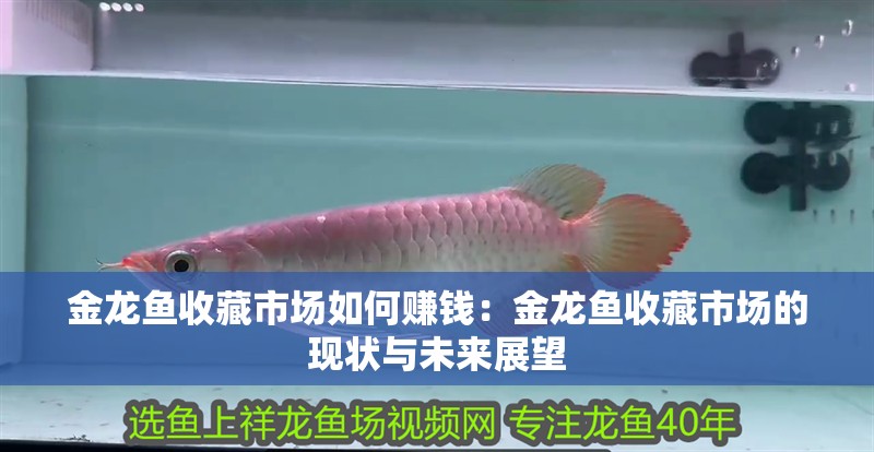 金龍魚收藏市場(chǎng)如何賺錢：金龍魚收藏市場(chǎng)的現(xiàn)狀與未來展望