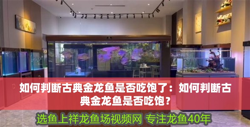如何判斷古典金龍魚是否吃飽了：如何判斷古典金龍魚是否吃飽？