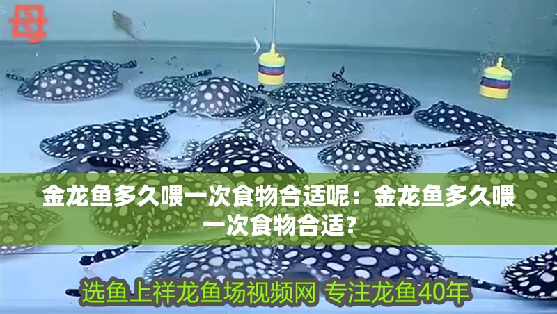 金龍魚多久喂一次食物合適呢：金龍魚多久喂一次食物合適？