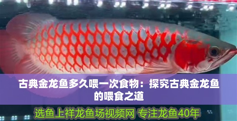 古典金龍魚多久喂一次食物：探究古典金龍魚的喂食之道