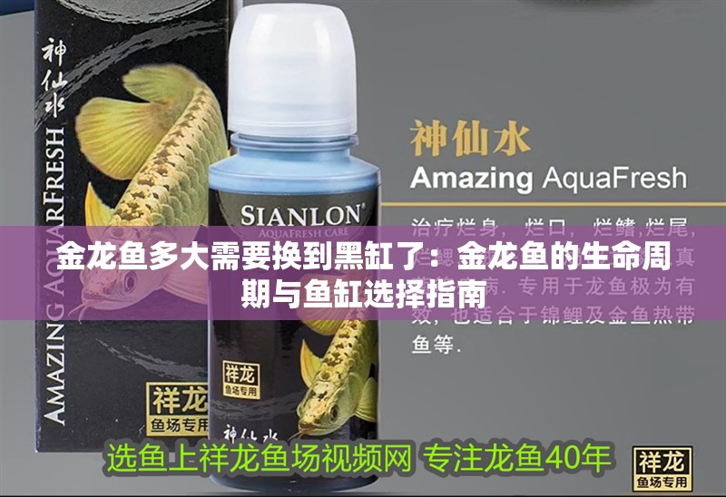 金龍魚多大需要換到黑缸了：金龍魚的生命周期與魚缸選擇指南